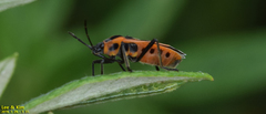 Tropidothorax sinensis