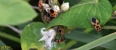 Tropidothorax sinensis