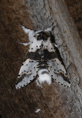 Furcula borealis