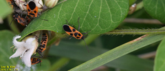 Tropidothorax sinensis