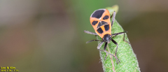 Tropidothorax sinensis