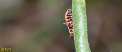 Tropidothorax sinensis