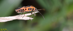 Tropidothorax sinensis