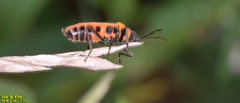Tropidothorax sinensis
