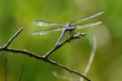 Libellula vibrans