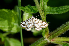 Nymphula nitidulata