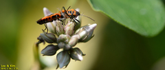Tropidothorax sinensis