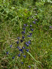 Delphinium nuttallii