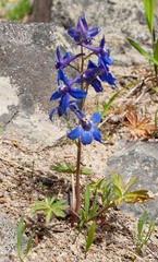 Delphinium menziesii