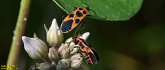 Tropidothorax sinensis