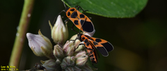 Tropidothorax sinensis