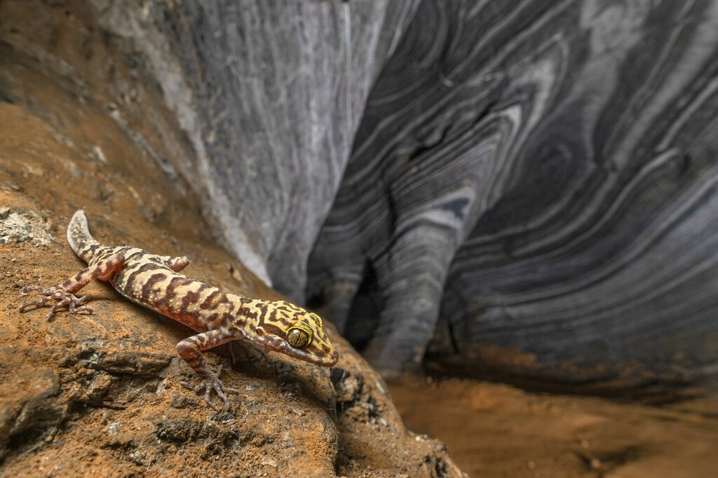 Tak Bent-Toed Gecko