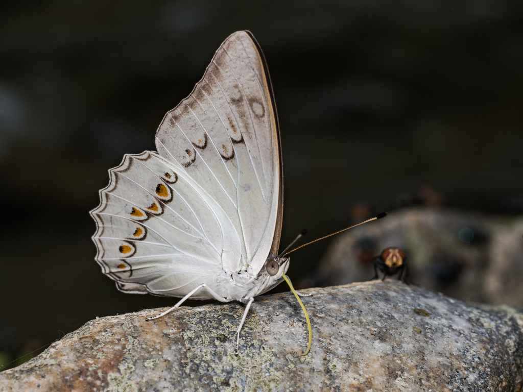 Helcyra celebensis