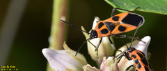 Tropidothorax sinensis