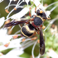 Epeolus bifasciatus