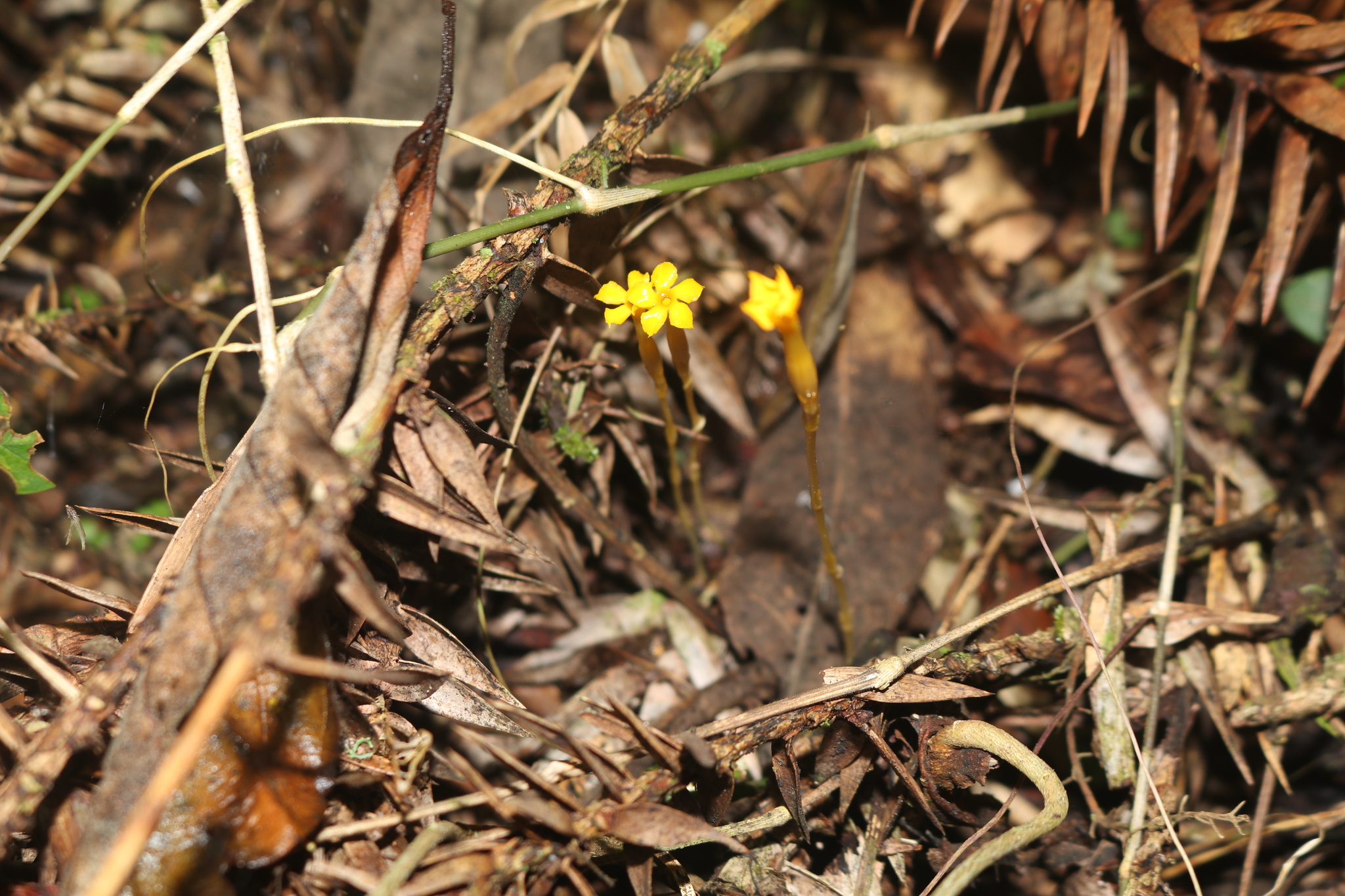 Voyria aphylla