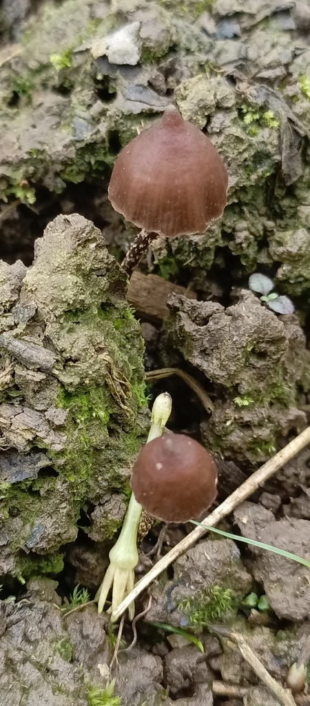Psilocybe hoogshagenii · January 2025 · photo: © carlosmosquera (iNaturalist, cc-by)