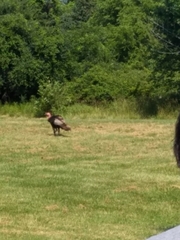 Meleagris gallopavo