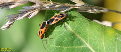 Tropidothorax sinensis