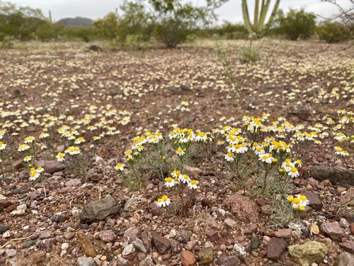 Image of Sonoran pricklyleaf by (c) Sue Carnahan, some rights reserved (CC BY)