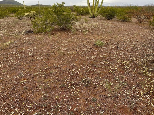 Image of Sonoran pricklyleaf by (c) Sue Carnahan, some rights reserved (CC BY)