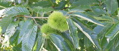 Castanea crenata