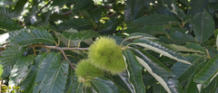 Castanea crenata