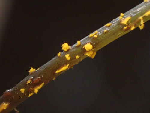 iNaturalist observation photo of Hyalopsora