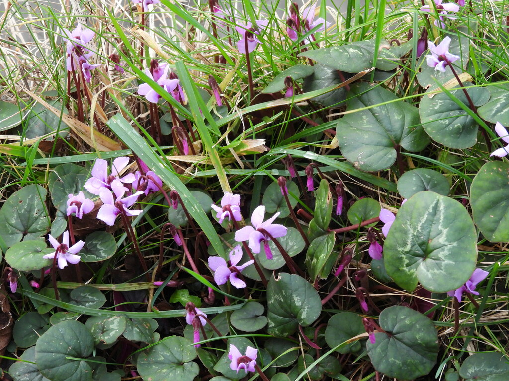 Eastern Sowbread from Chester, UK on January 31, 2025 at 11:59 AM by ...