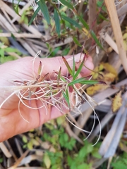Epilobium pallidiflorum
