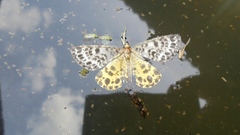 Arichanna melanaria