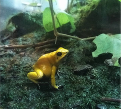 Phyllobates terribilis