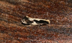 Monopis dorsistrigella