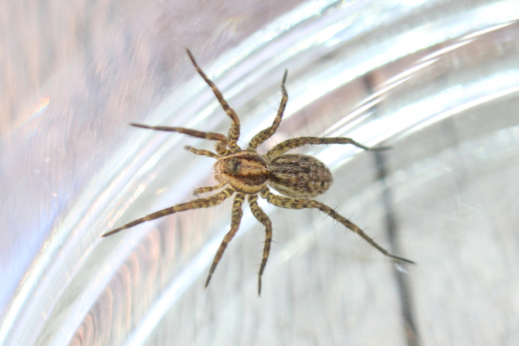 Black-Palped Wolf Spider