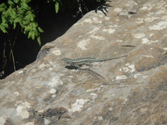 Sceloporus couchii