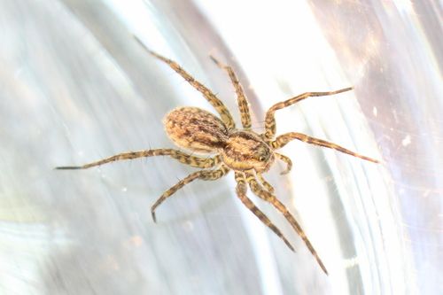 Black-Palped Wolf Spider