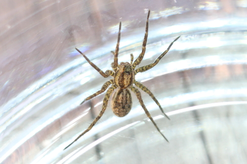 Black-Palped Wolf Spider
