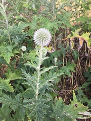 Echinops exaltatus