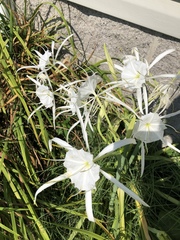 Hymenocallis occidentalis