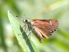 Piruna pirus