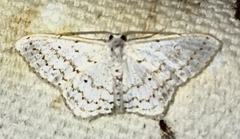Idaea tacturata