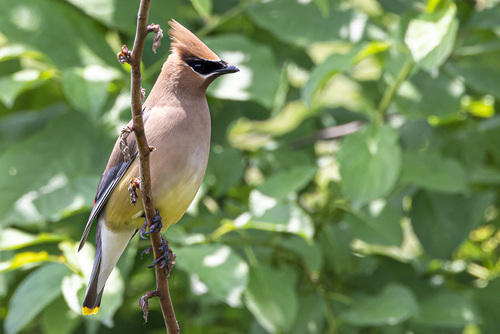 Cedar Waxwing photographed in New Jersey