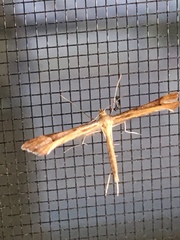 Gillmeria pallidactyla