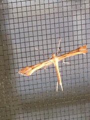 Gillmeria pallidactyla