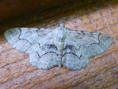 Iridopsis larvaria