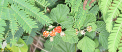 Rubus crataegifolius