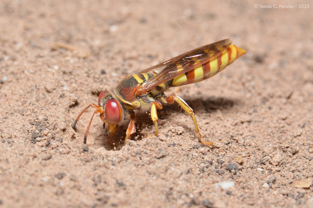 Rubrica nasuta
