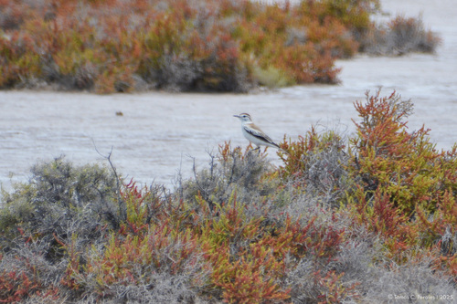 Salinas Monjita (Neoxolmis salinarum)