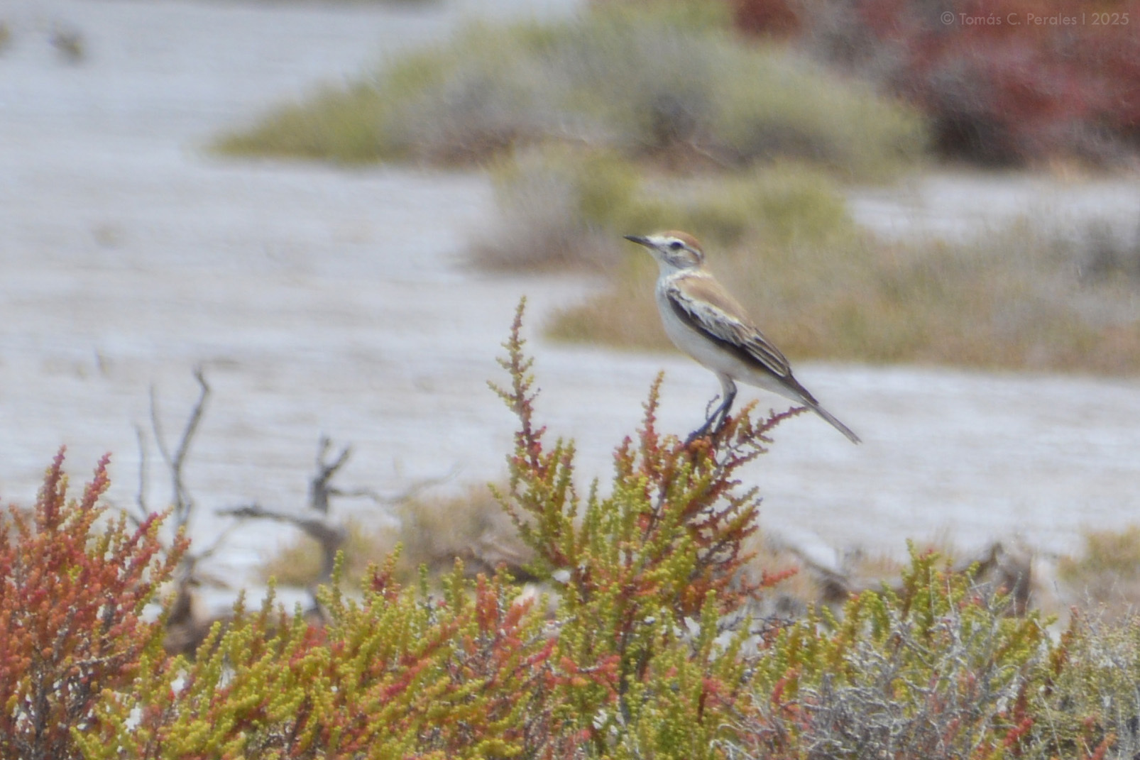 Salinas Monjita (Neoxolmis salinarum), photo 3