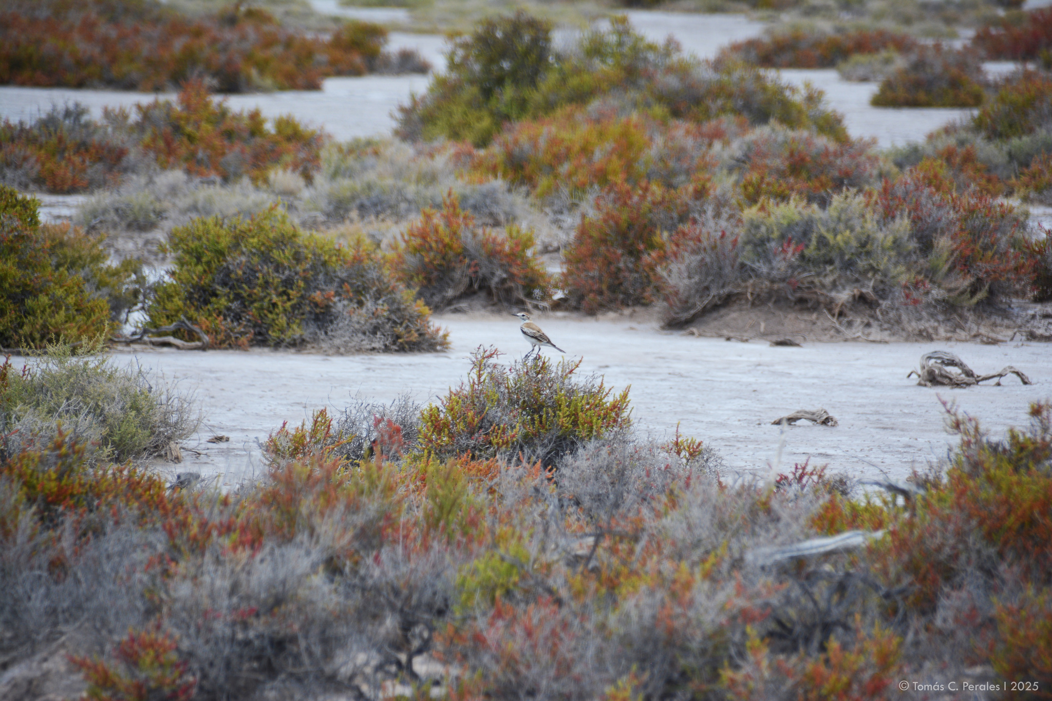 Salinas Monjita (Neoxolmis salinarum), photo 4